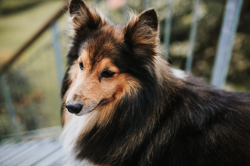 hochzeitsfotograf Kiel Hamburg Hochzeit mit Hund